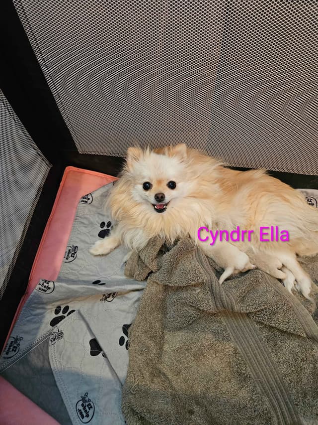 Pomeranian Puppies media 7