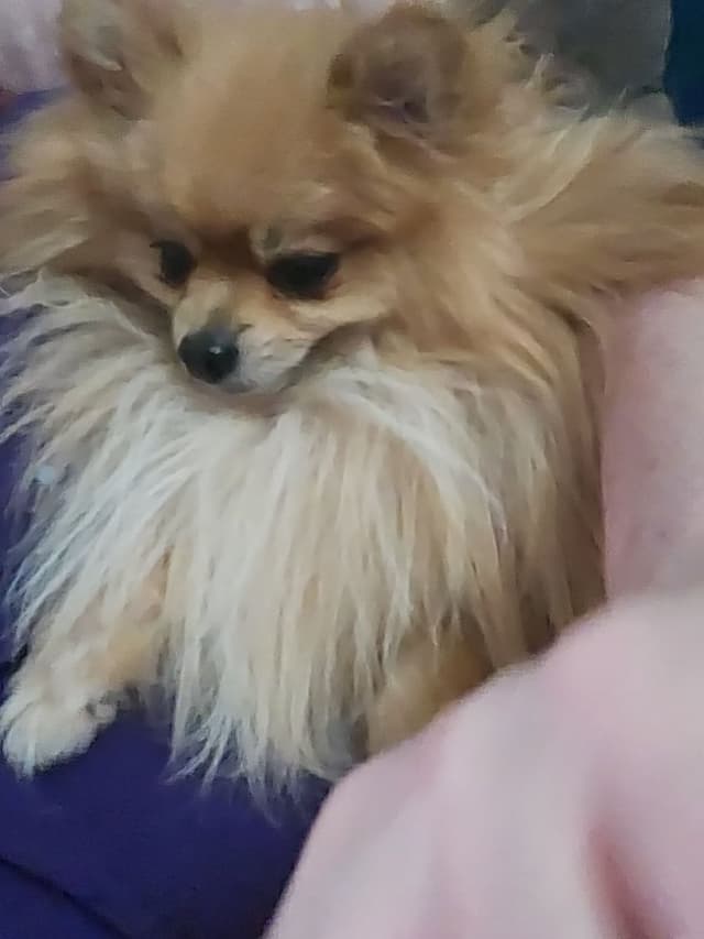 Pomeranian Puppies media 2