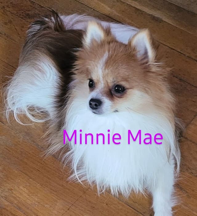 Pomeranian Puppies media 3