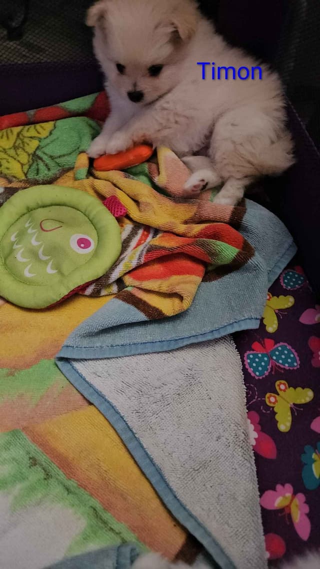 Pomeranian Puppies media 4