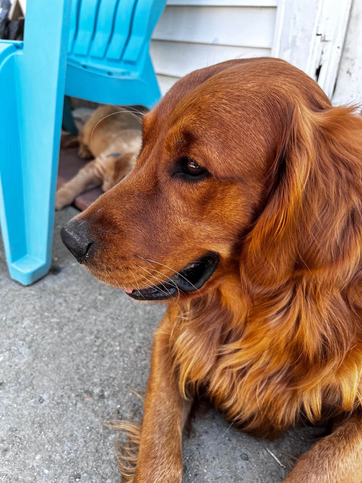 Golden Retriever Puppies breeder image 4