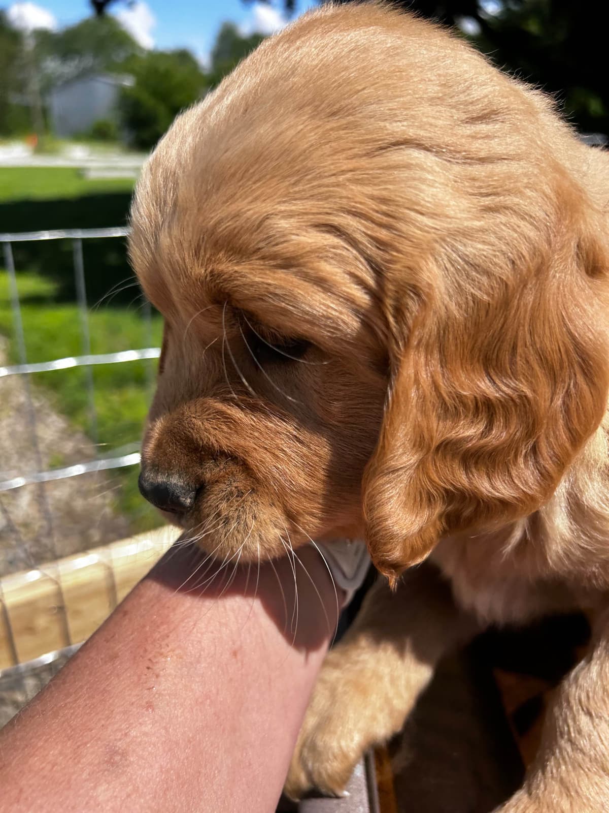 Golden Retriever Puppies breeder image 3