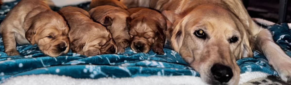 Golden Retriever Puppies breeder image 7