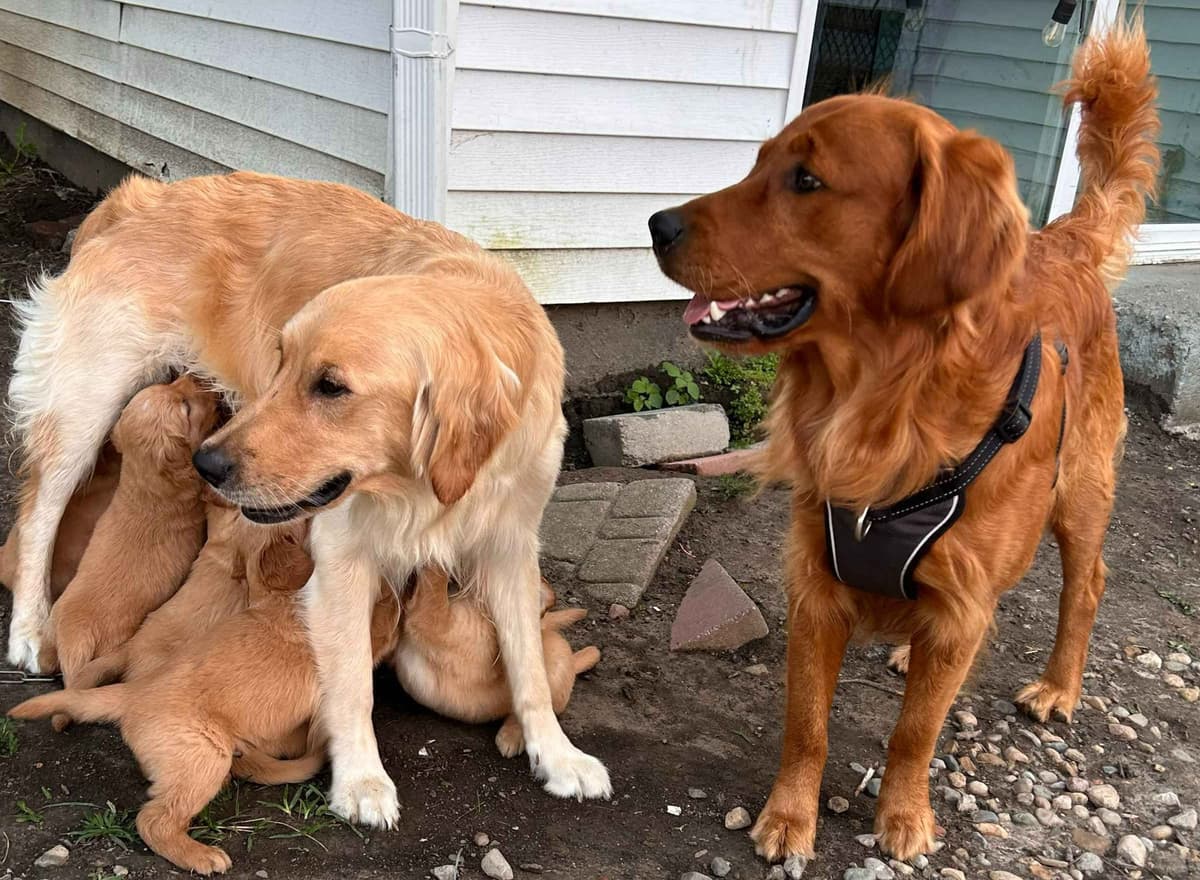 Golden Retriever Puppies breeder image 1