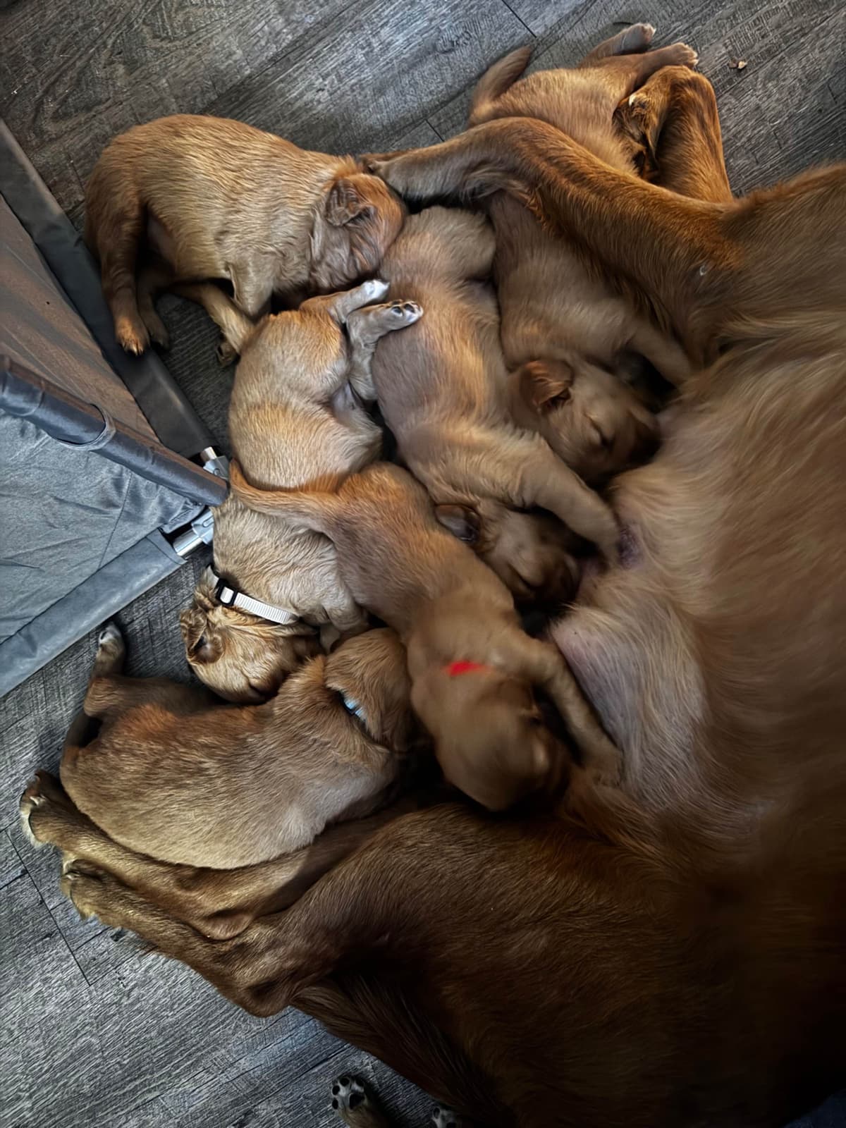 Golden Retriever Puppies breeder image 8