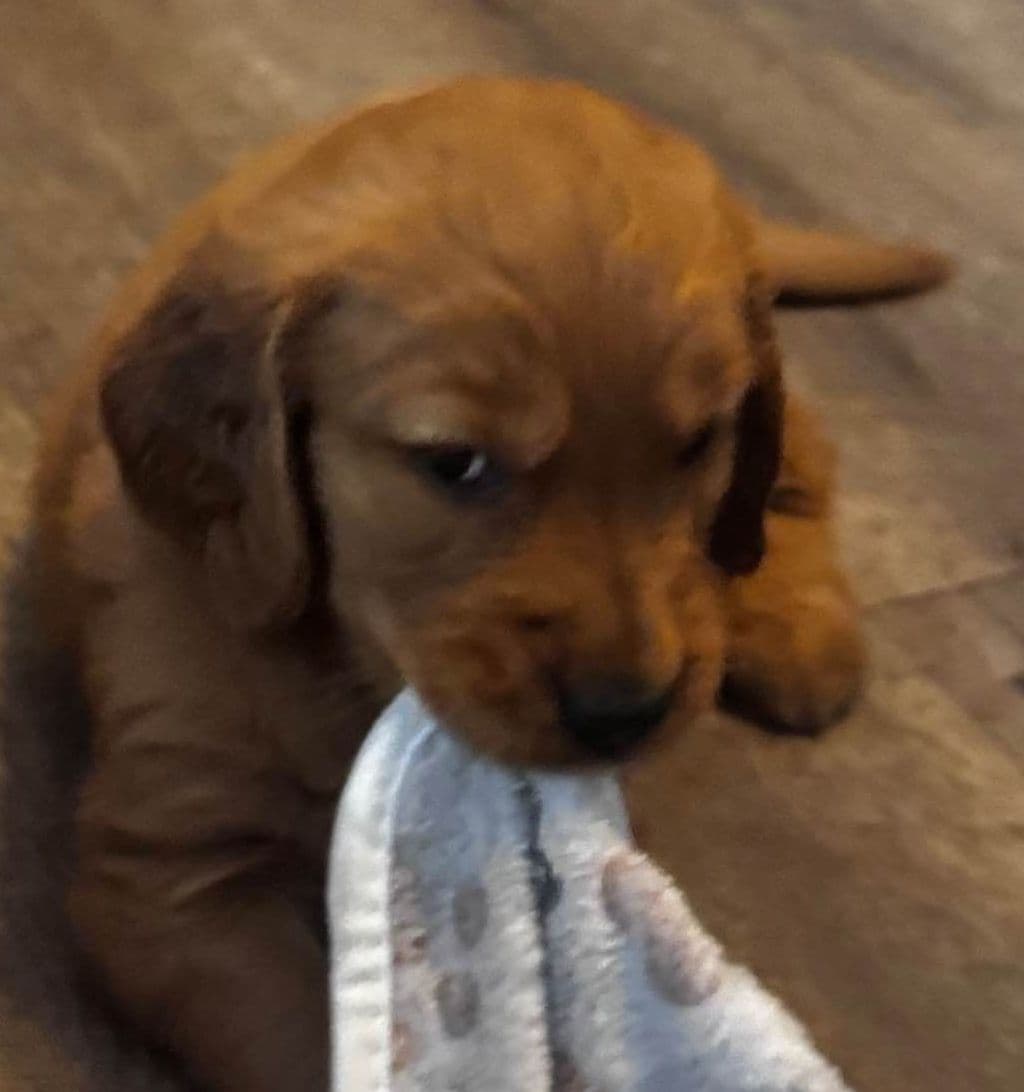 Golden Retriever Puppies breeder image 10