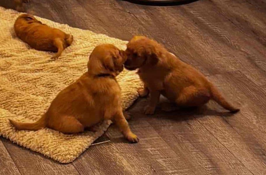 Golden Retriever Puppies breeder image 9