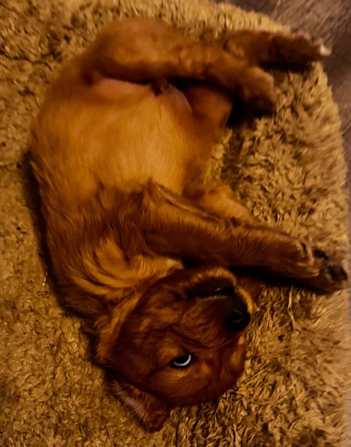 Golden Retriever Puppies breeder image 13