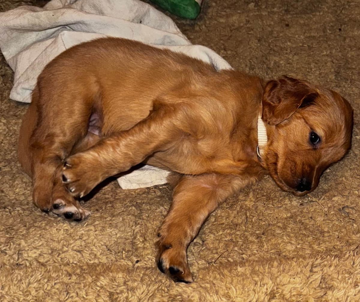 Golden Retriever Puppies breeder image 11
