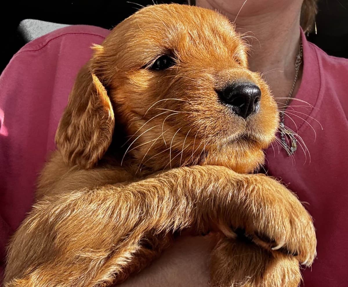 Golden Retriever Puppies breeder image 12
