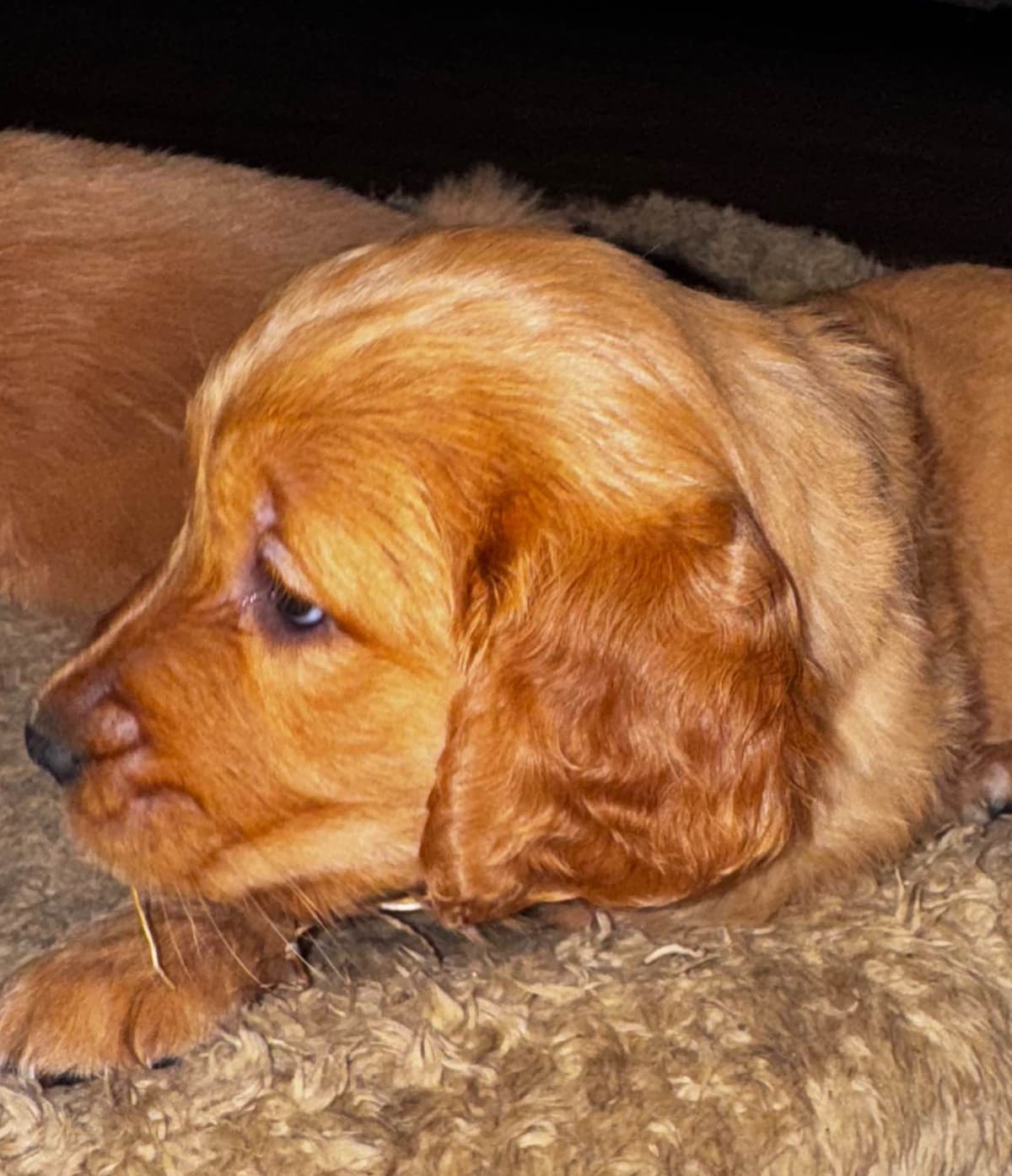 Golden Retriever Puppies breeder image 14