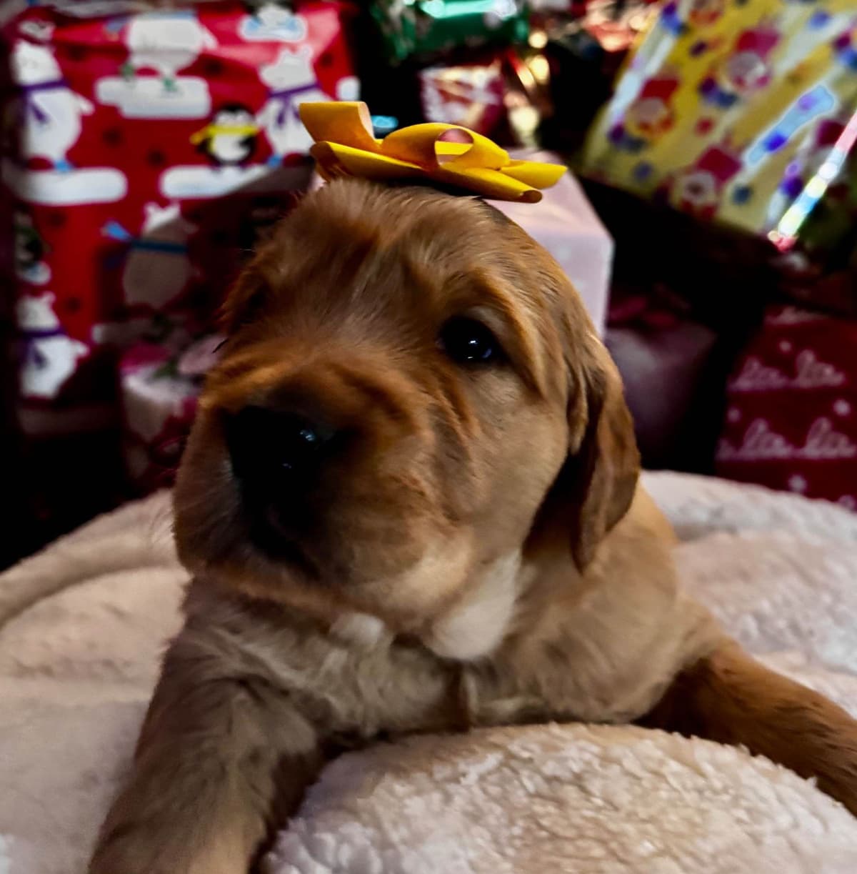 Golden Retriever Puppies breeder image 15