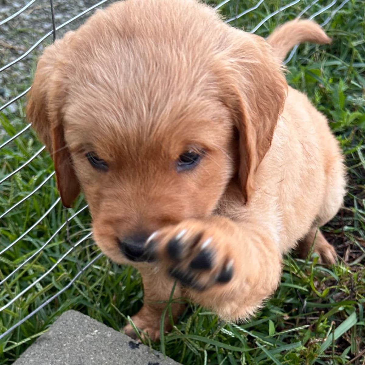 Golden Retriever Puppies breeder image 17