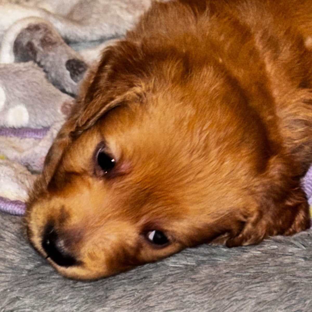 Golden Retriever Puppies breeder image 19
