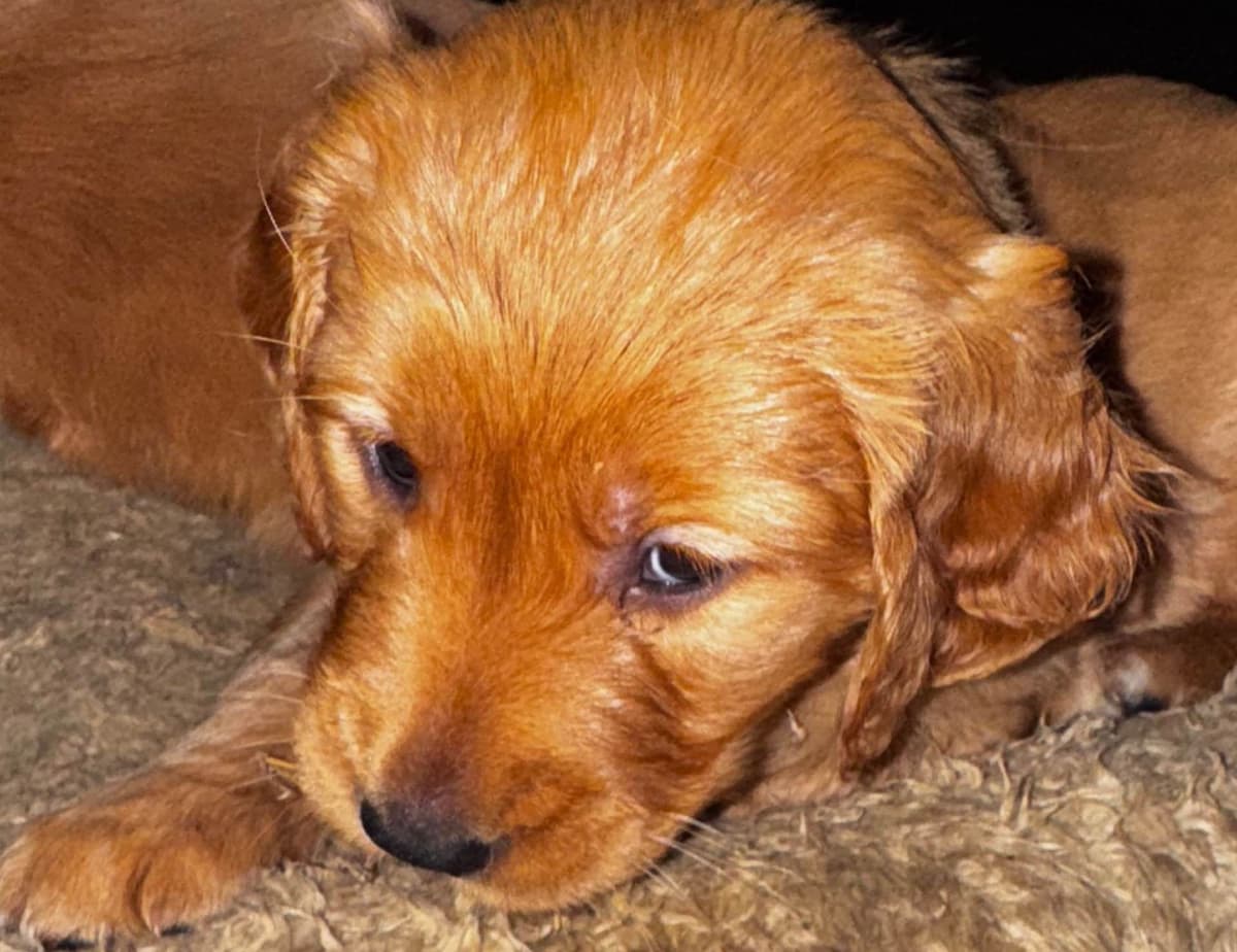 Golden Retriever Puppies breeder image 18