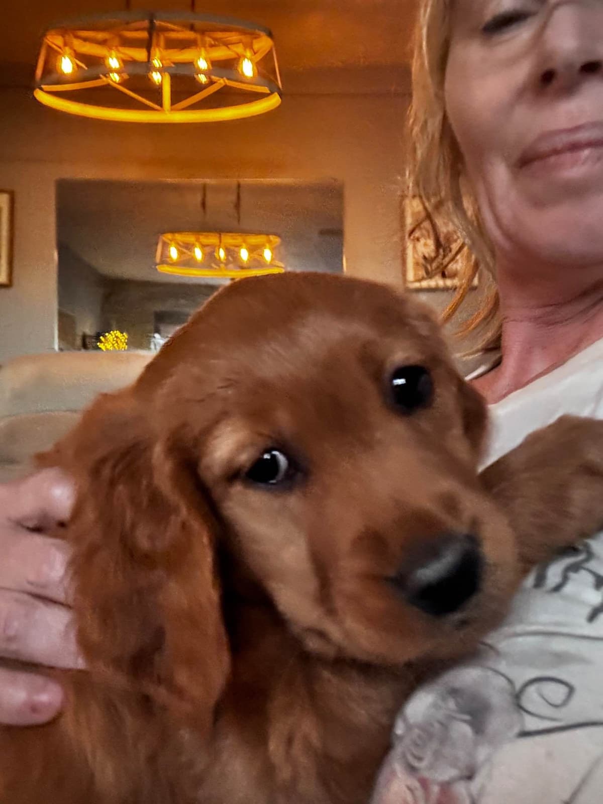 Golden Retriever Puppies breeder image 21