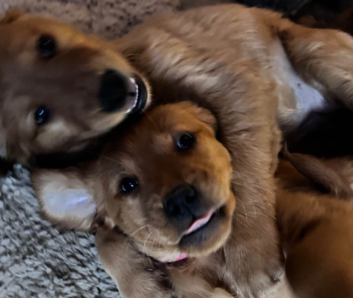 Golden Retriever Puppies breeder image 20