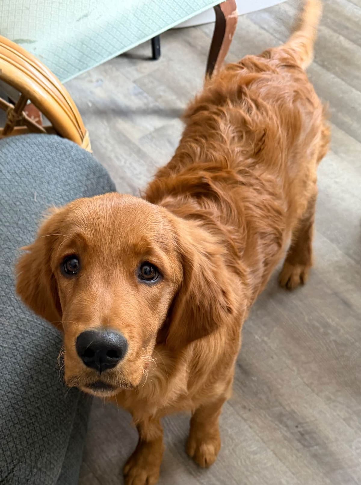 Golden Retriever Puppies breeder image 23