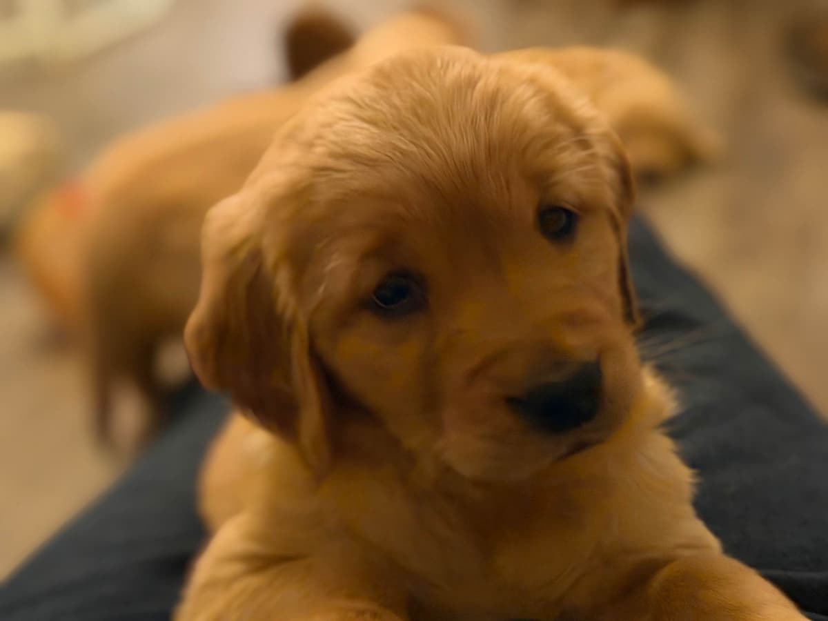 Golden Retriever Puppies breeder image 24