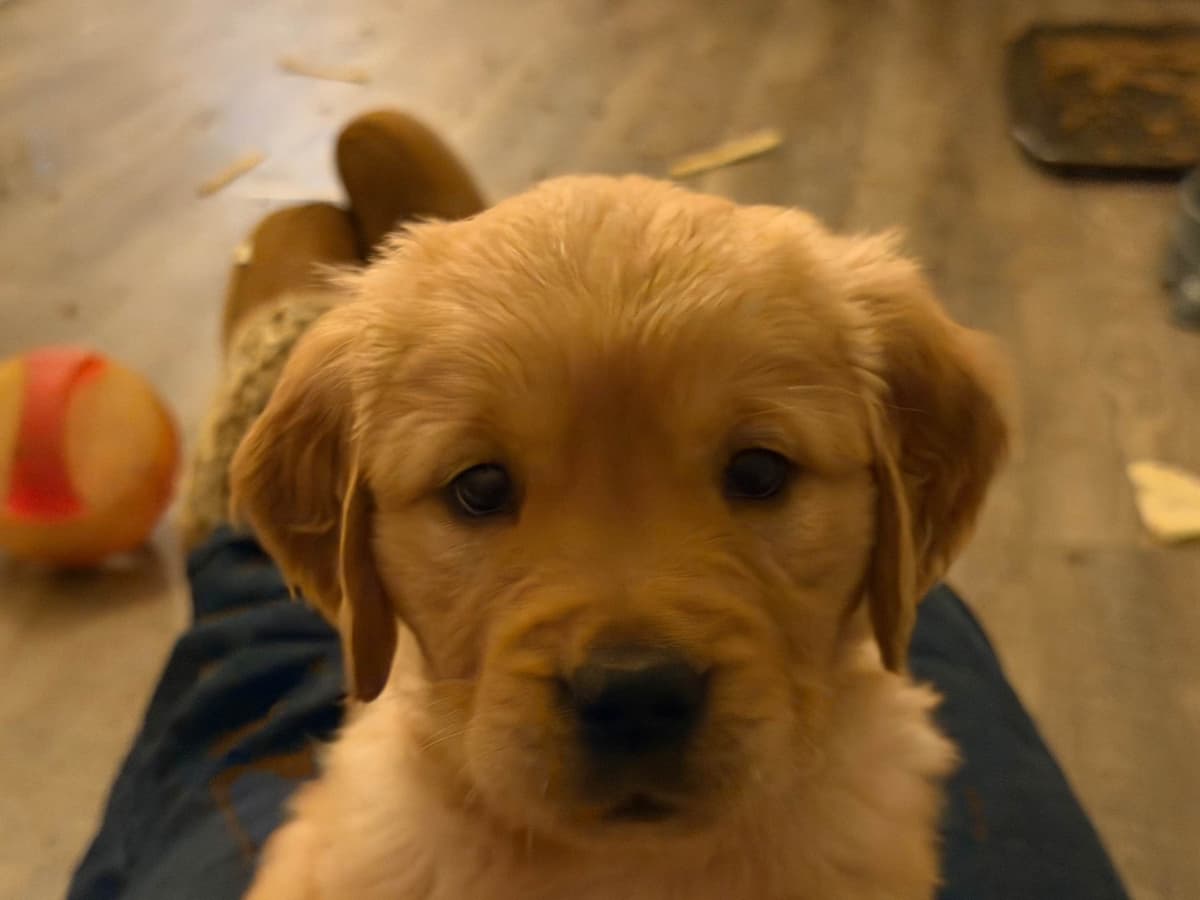 Golden Retriever Puppies breeder image 25