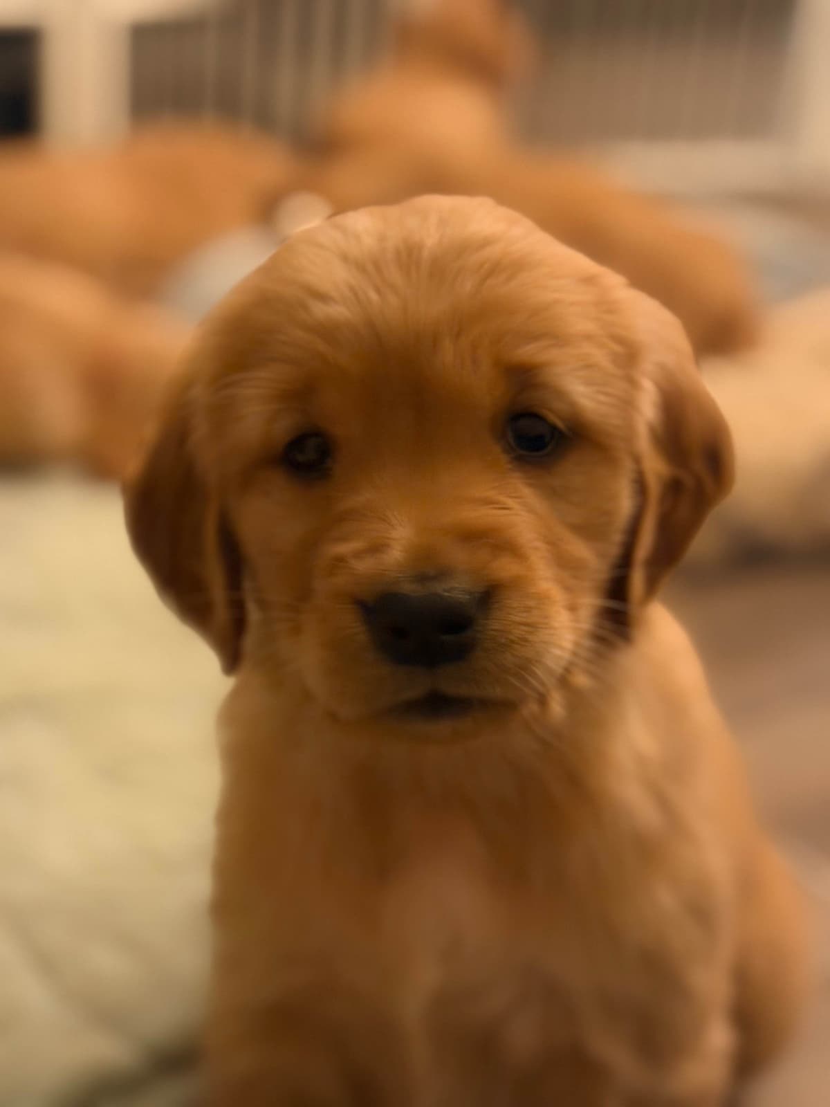 Golden Retriever Puppies breeder image 26
