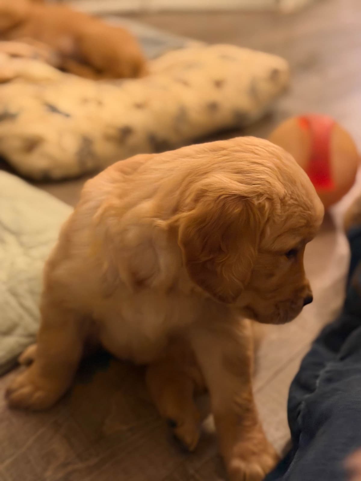 Golden Retriever Puppies breeder image 27