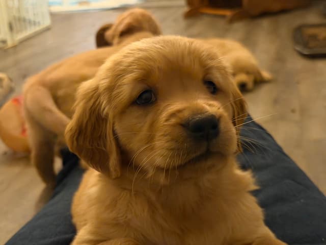 Golden Retriever Puppies media 2