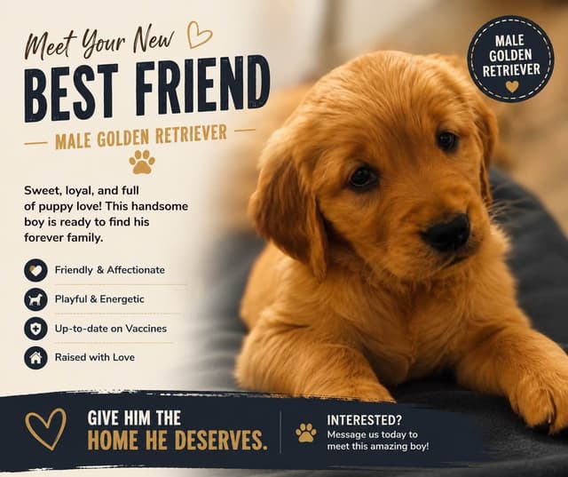 Golden Retriever Puppies media 3