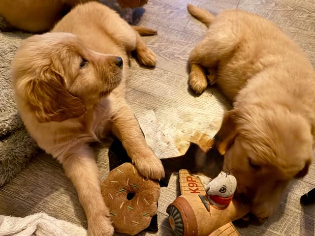 Golden Retriever Puppies media 6