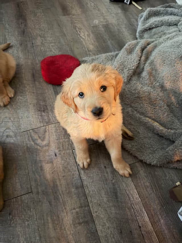 Golden Retriever Puppies media 7