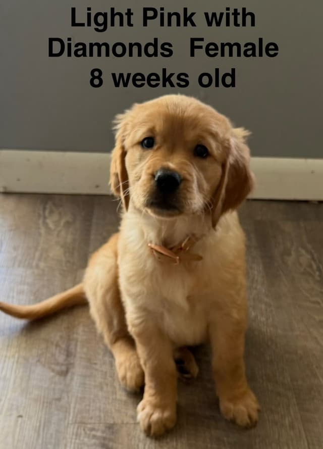 Golden Retriever Puppies media 8