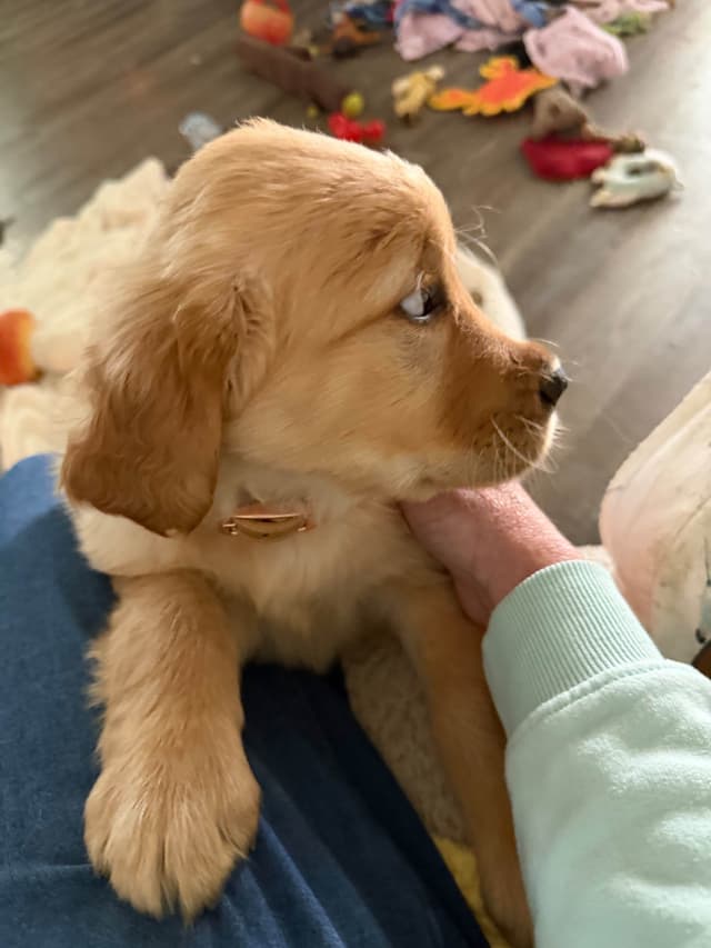 Golden Retriever Puppies media 9