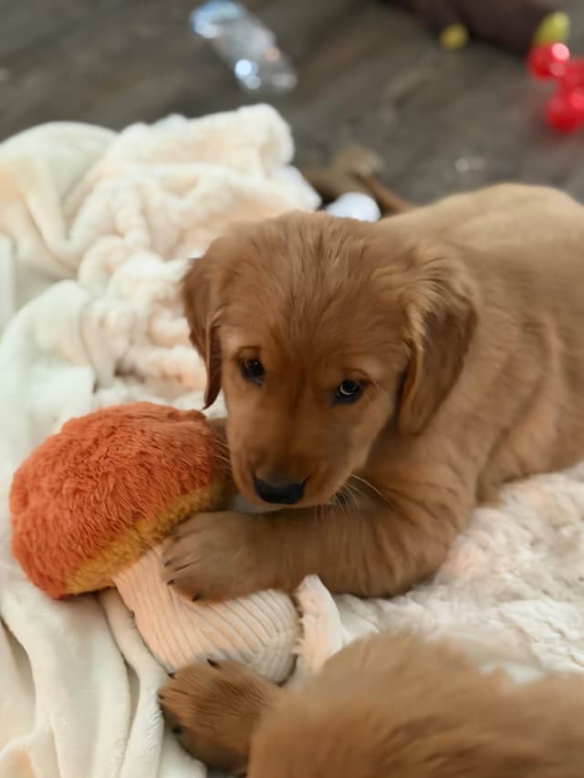 Golden Retriever Puppies media 10
