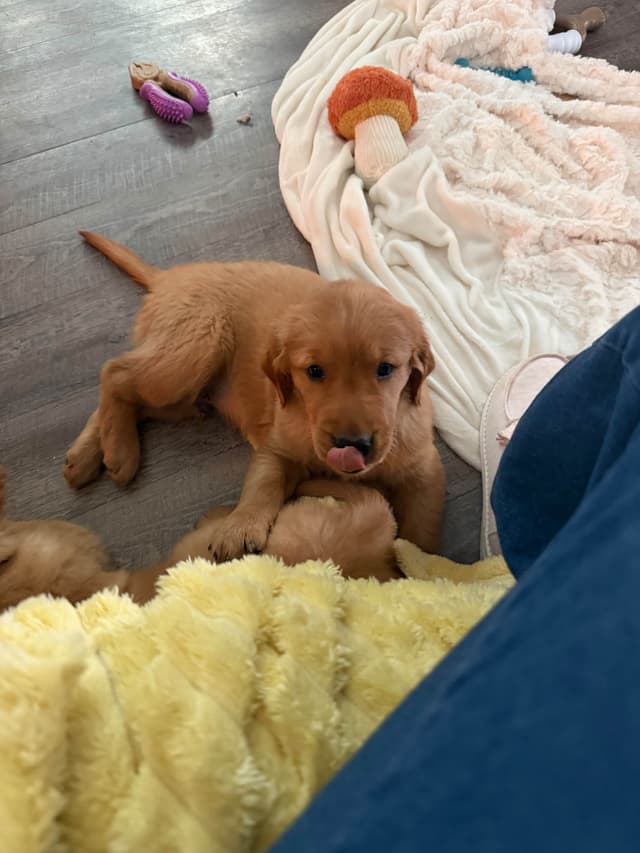 Golden Retriever Puppies media 12