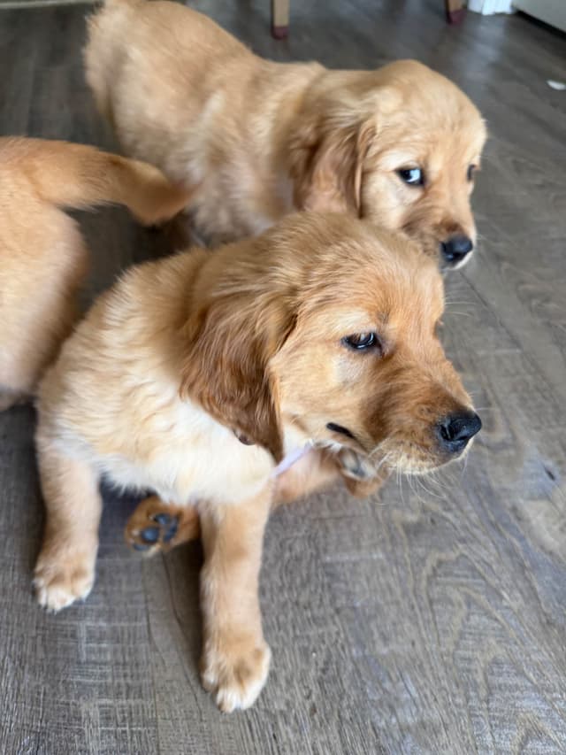 Golden Retriever Puppies media 13