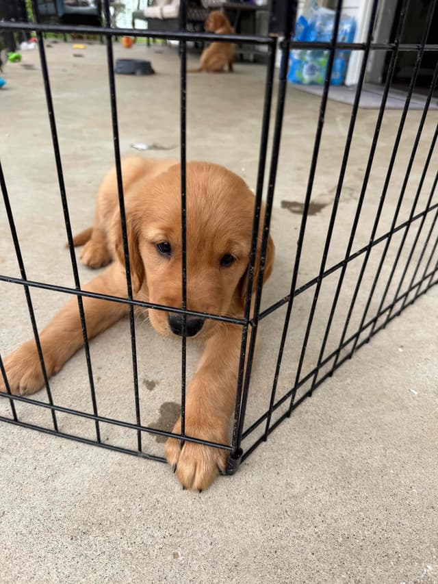 Golden Retriever Puppies media 14