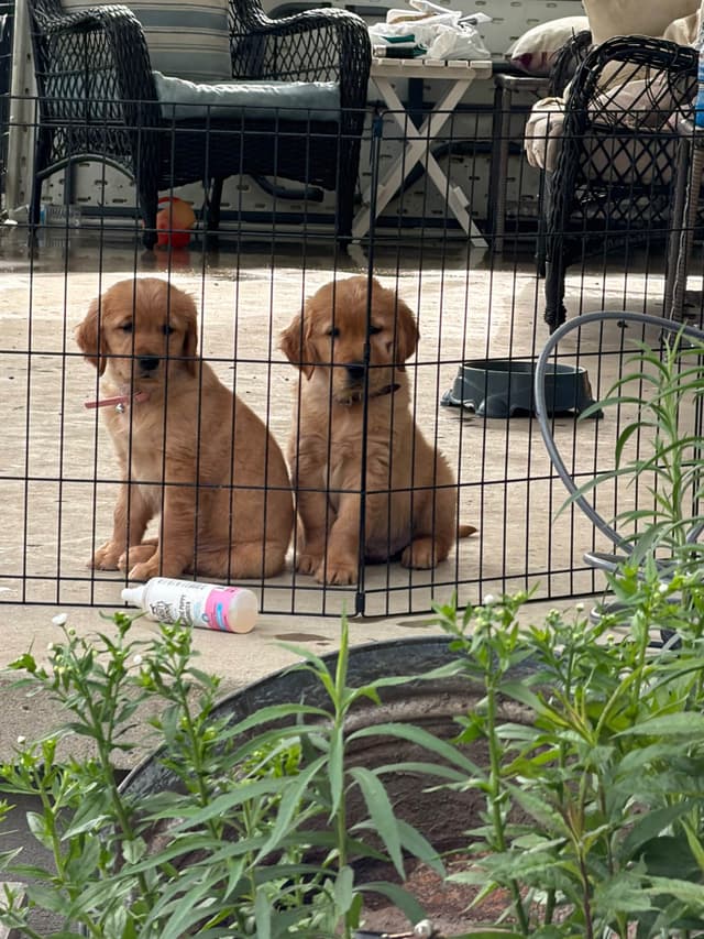 Golden Retriever Puppies media 15