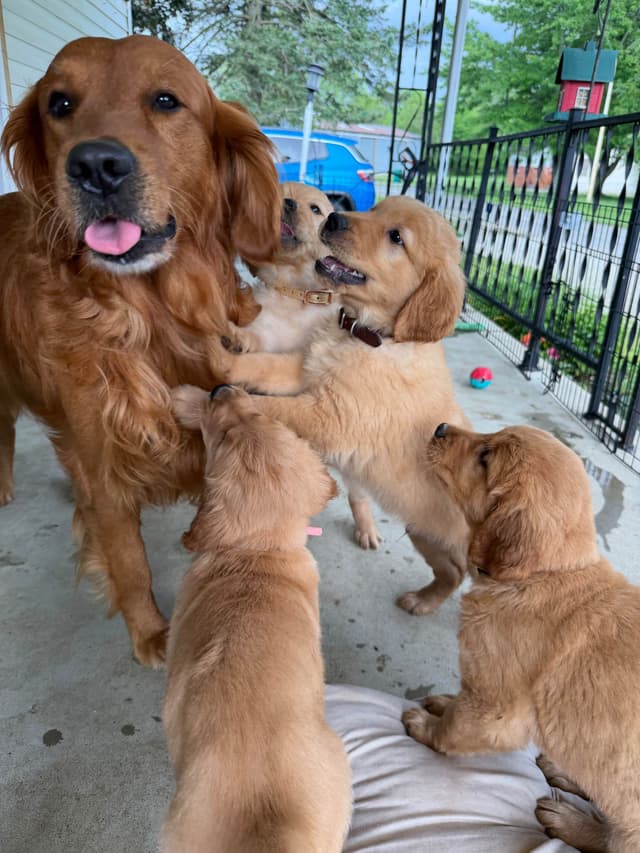 Golden Retriever Puppies media 16