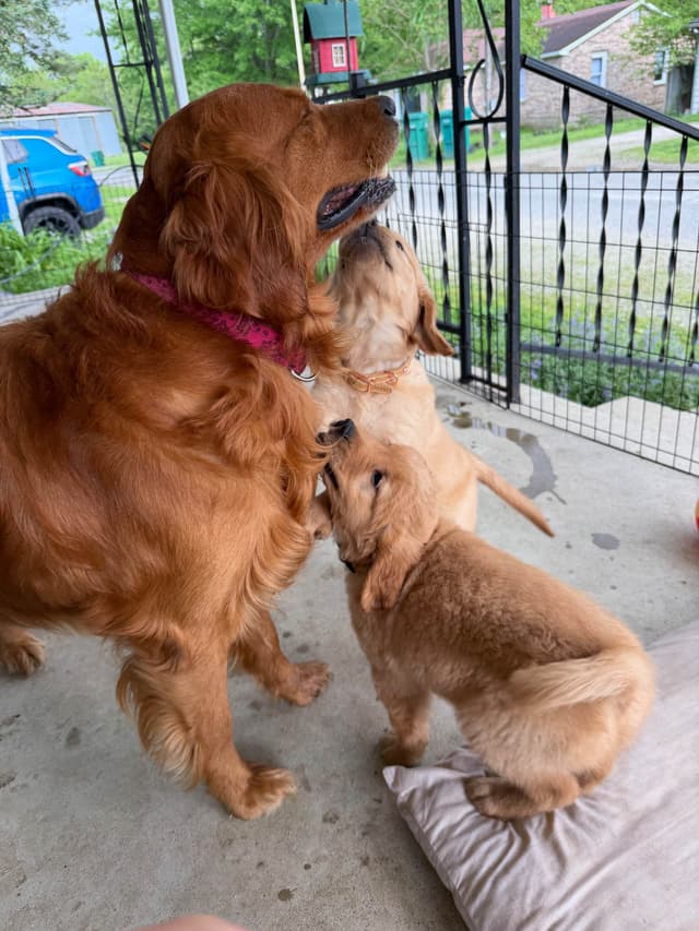 Golden Retriever Puppies media 17