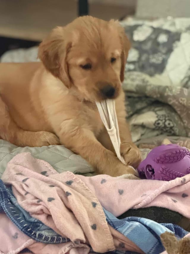 Golden Retriever Puppies media 19