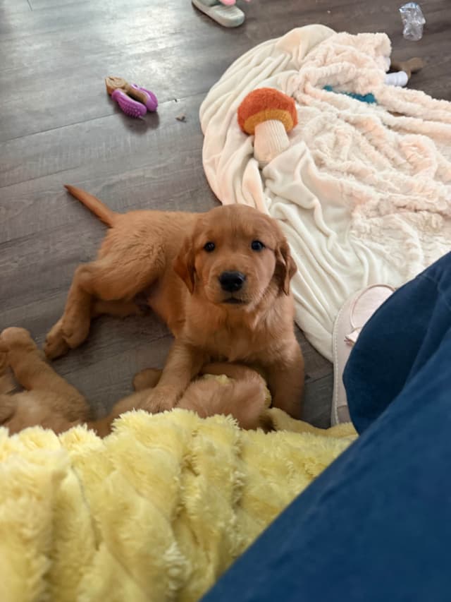 Golden Retriever Puppies media 20