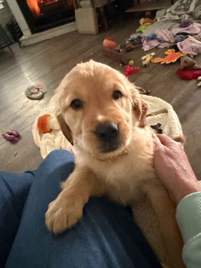 Golden Retriever Puppies media 22