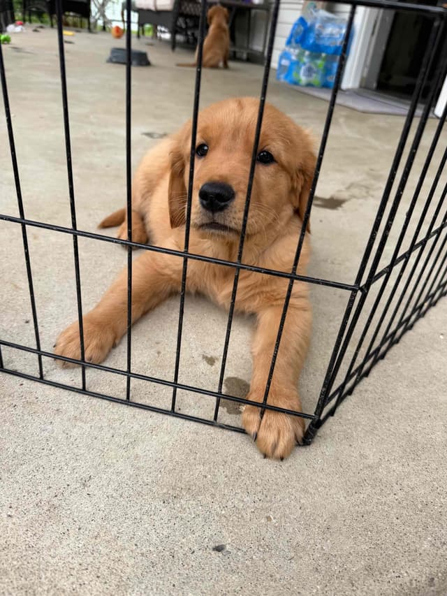 Golden Retriever Puppies media 23