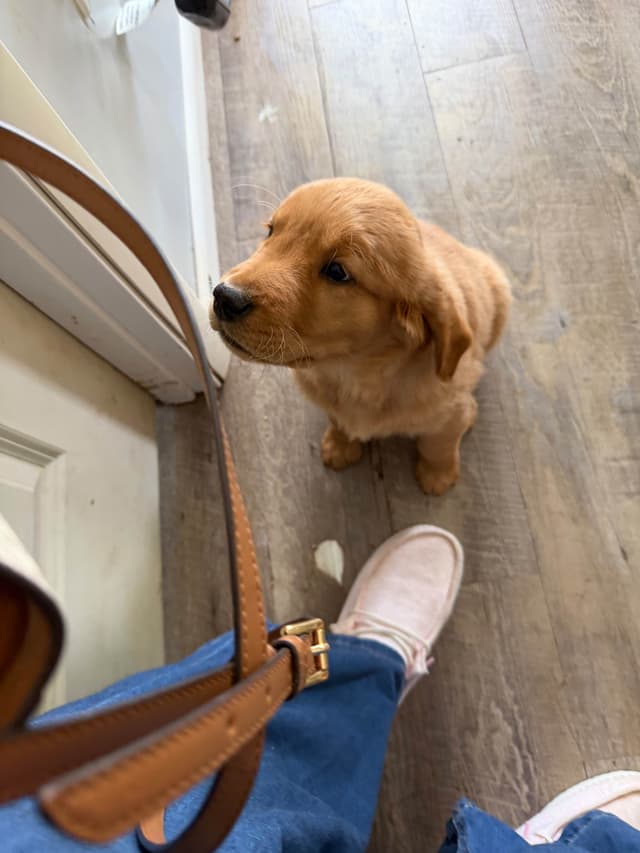 Golden Retriever Puppies media 24