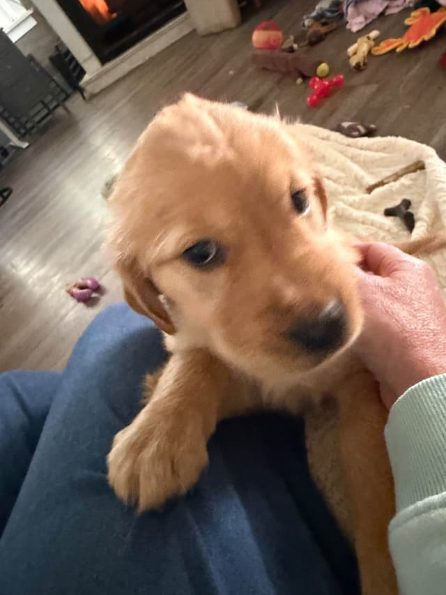 Golden Retriever Puppies media 25