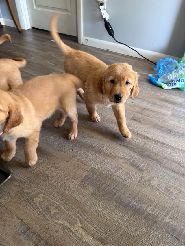 Golden Retriever Puppies media 27