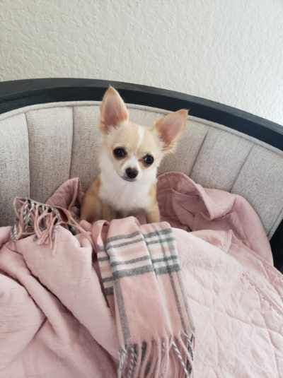 Chihuahua Puppies breeder image 1