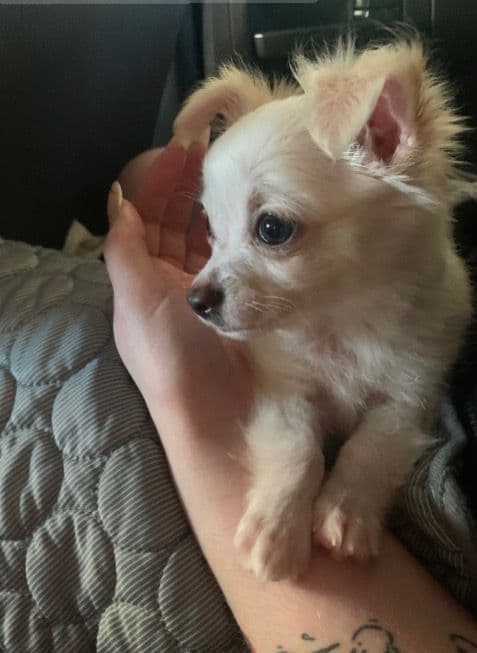 Chihuahua Puppies breeder image 2