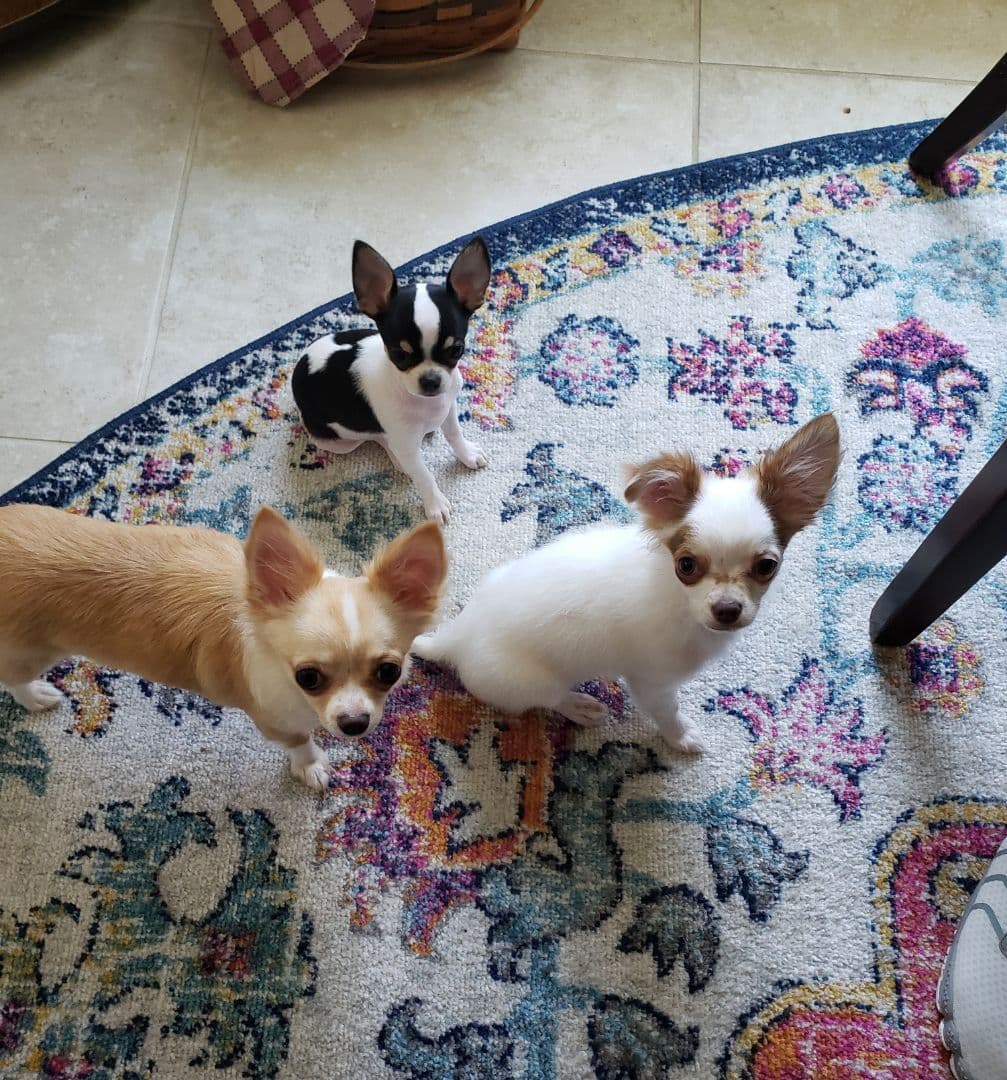 Chihuahua Puppies breeder image 3