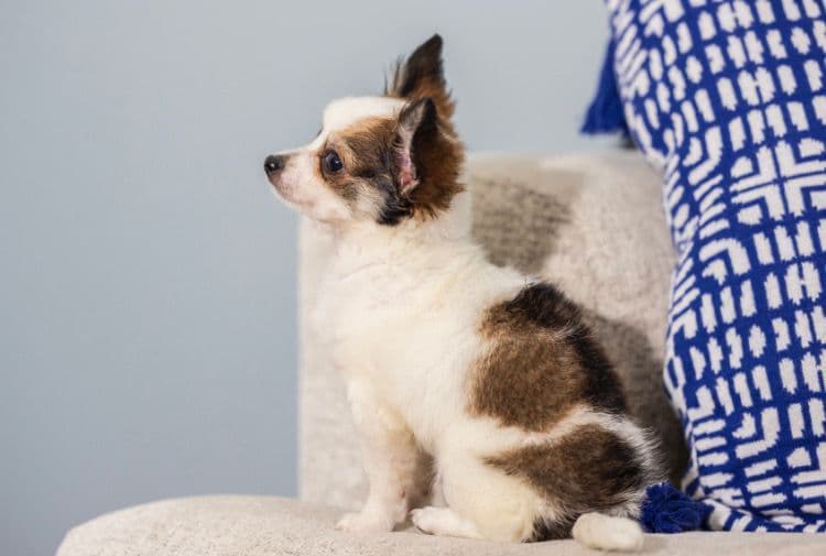 Chihuahua Puppies breeder image 4